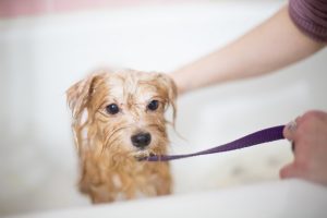 dog grooming issues to check with your pet groomer