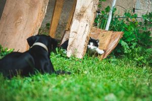 what to know before getting a pet