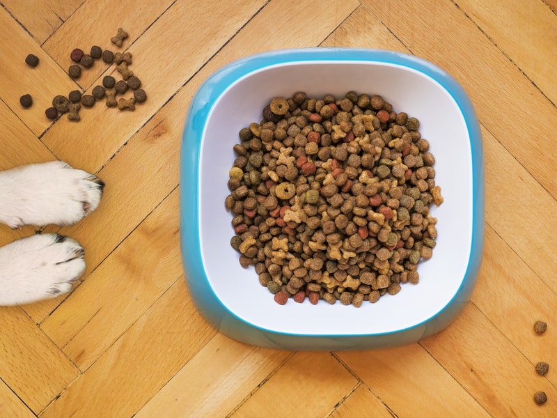 why won't my dog eat? read the article to find out