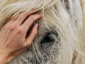 report animal cruelty