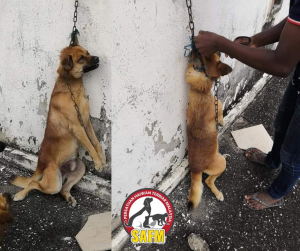 Anjing mati seksa akibat di jerut! PENJAGA CUAI !!!