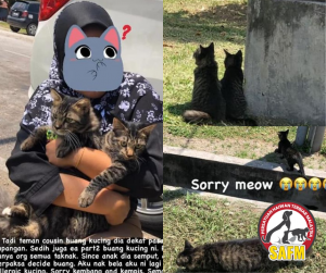 Sampai hati kucing-kucing peliharaan ini ditinggalkan di tepi jalan begitu sahaja!
