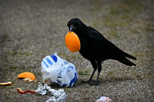 littering harms animals