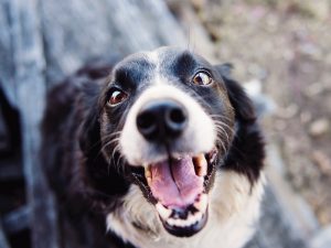 spay & neuter your dogs by Kat Jayne