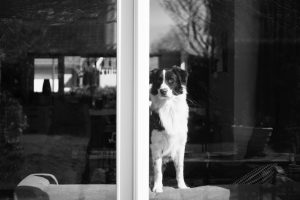 petcare during mco. what to do with your pet in a pandemic