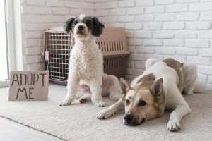 adopt dont shop pets