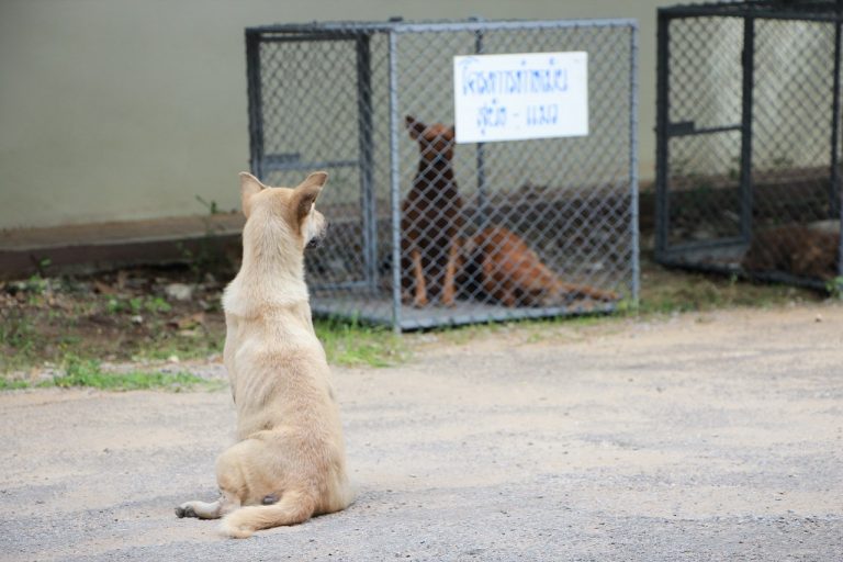 dog sits on street while another dog is in a cage
