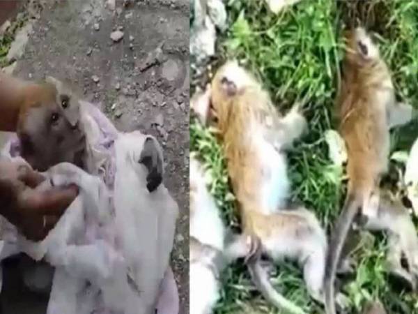 Tular di laman sosial gambar sembilan ekor monyet yang ditemui mati dipercayai diracun pihak tidak bertanggungjawab berhampiran sebuah pangsapuri di Paya Terubong pada petang Sabtu.