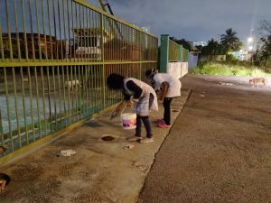 Stray Feeding and TNR Program