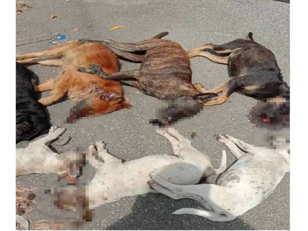 Sembilan anjing liar ditemukan mati dipercayai akibat diracun berhampiran kawasan kilang di Puncak Jelapang sejak Khamis lepas.