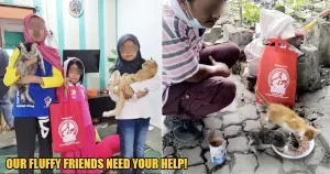 Many Pets Are Going Hungry During The Pandemic, Here’s How You Can Help!