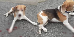 Beagle Beaten Till Bloody With Golf Club In KL, Group Looking For Information On Perpetrator