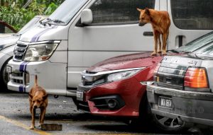 ANJING liar berkeliaran di PPR Seri Semarak, Setapak.