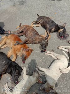 BANGKAI beberapa ekor anjing dipercayai mati diracun di kawasan kilang berhampiran Puncak Jelapang di Ipoh, Perak. - UTUSAN/GAMBAR MEDIA SOSIAL