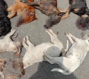 Keadaan bangkai anjing yang diracun.