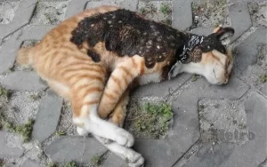 Buat malu nama negara