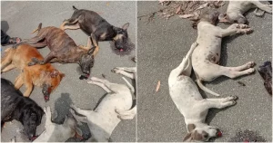 Nine More Dogs Found Dead in Ipoh, Believed To Have Been Poisoned