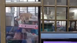 Dera anjing hanya kerana tidak patuh arahan