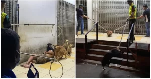 Loyal Stray Dogs Stand By Homeless Man As MPKJ Approaches To Put Them Away