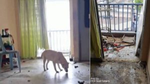 Anjing terkurung, terbiar 2 bulan dalam rumah sewa