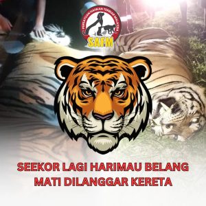 Kes Harimau Liar Mati Dilanggar Makin Membimbangkan